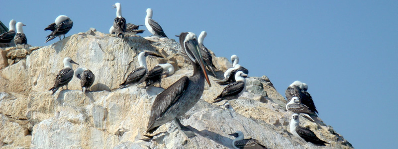 Animals of Ballestas Islands - Different types of seabirds