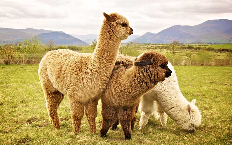 llamas y alpacas - alpacas manada