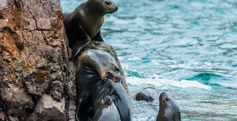 Sea lions in Ballestas Islands