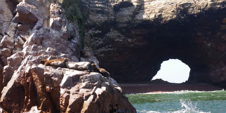 Leones Marinos en Islas Ballestas atardecer en Paracas - clima en Paracas