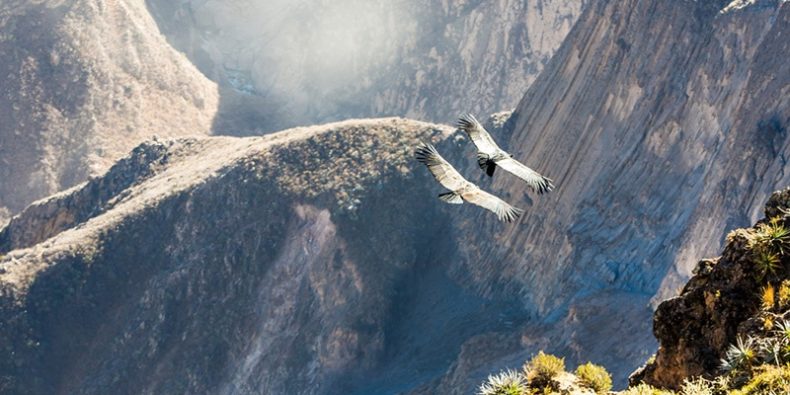 condor voando sobre o cânion colca - lugares para visitar no peru