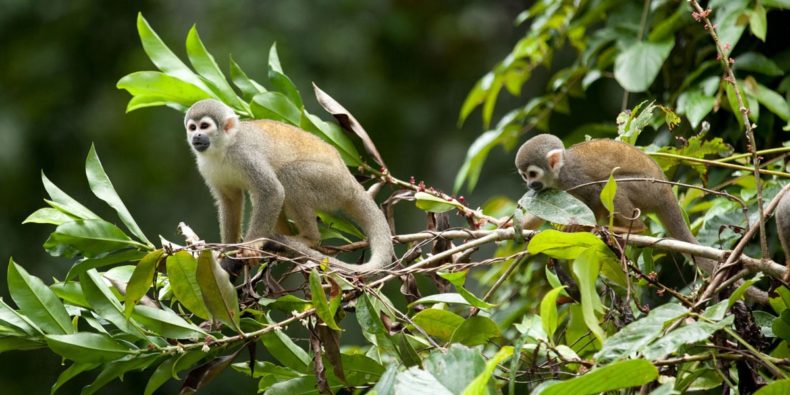 monos en la selva - o que fazer no peru