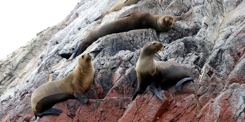 Leones marinos en las Islas Ballestas - costa peruana