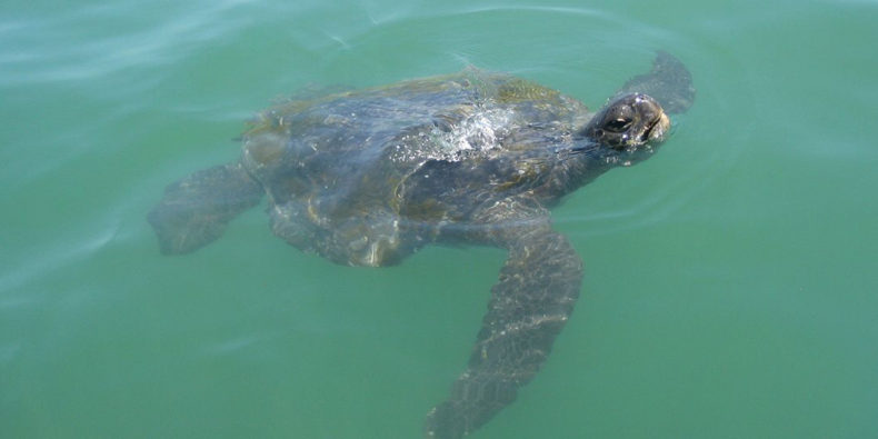 tortuga - costa peruana