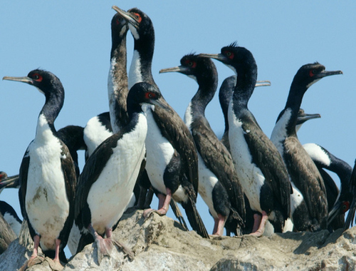 Animals of Ballestas Islands - Guanay Bird