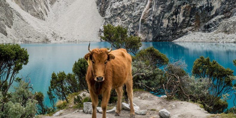 vaca frente a la laguna 69