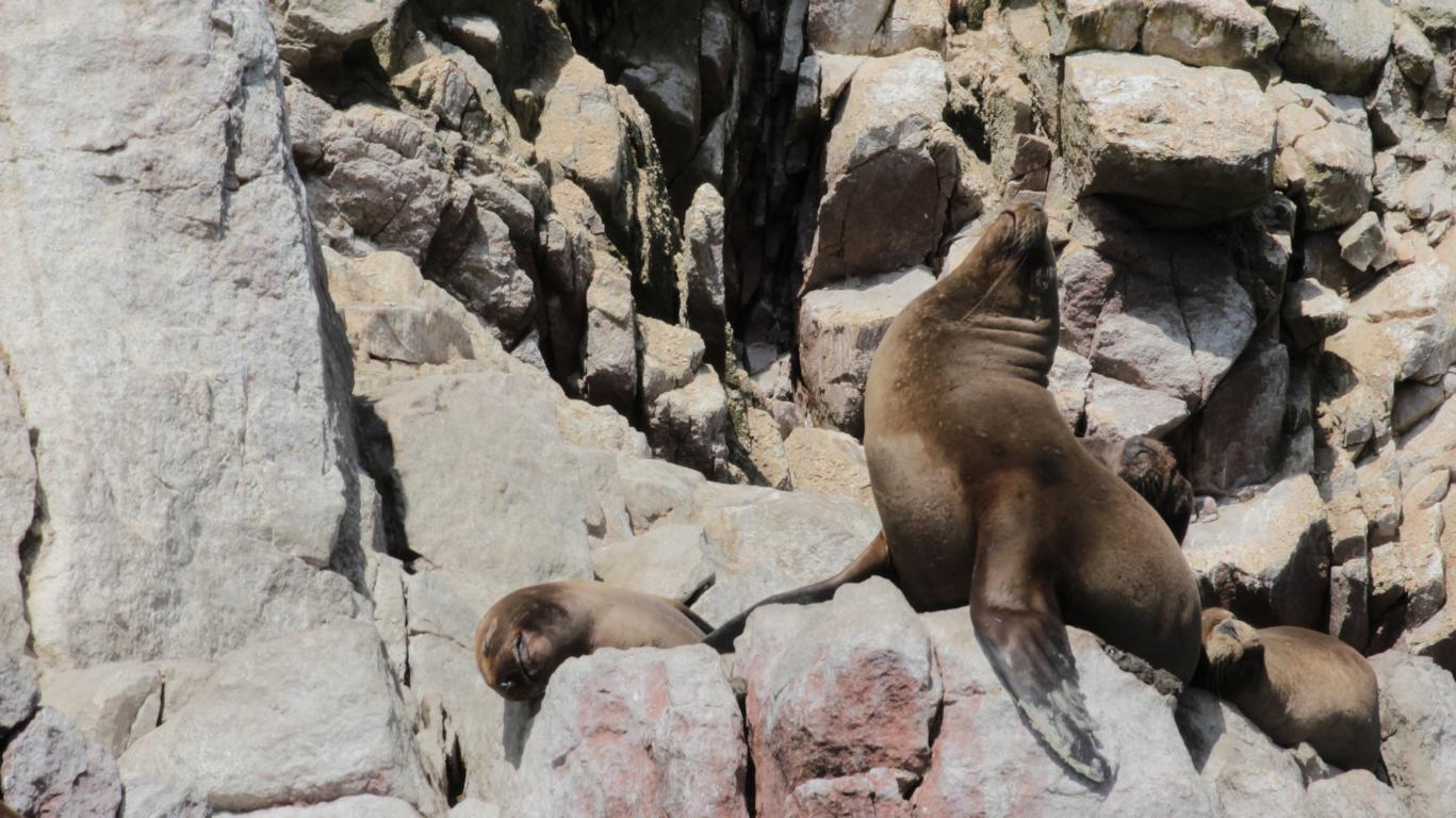 Sea Lions - Ballestas Islands