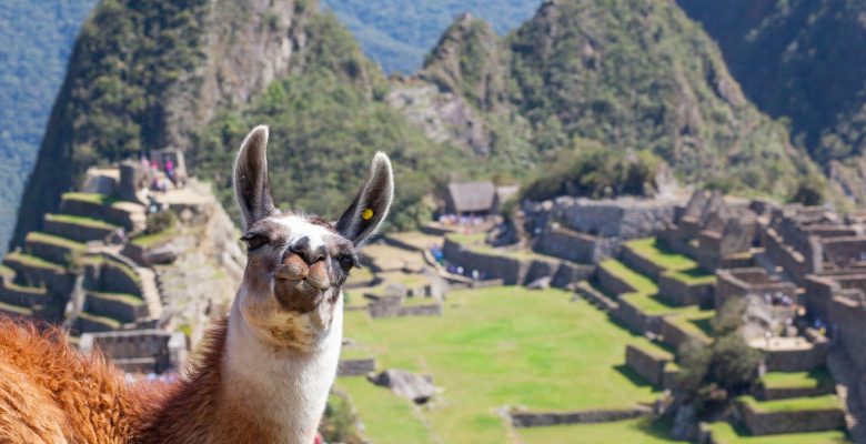 Llama in Machu Picchu