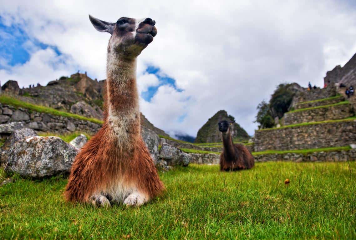 llamas y alpacas - llama echada