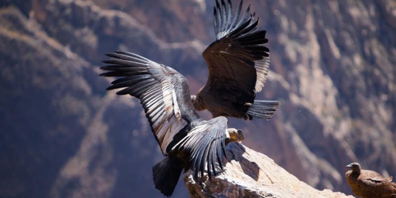 condor en el cañon del colca