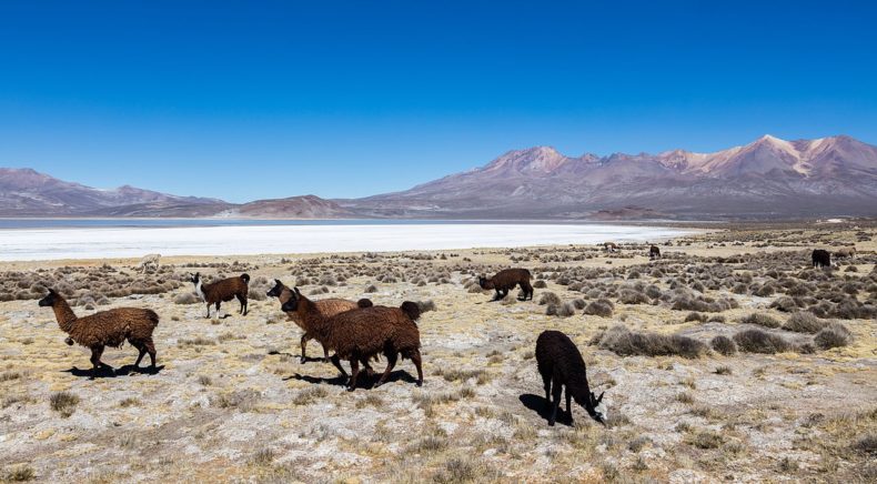 Laguna de Salinas