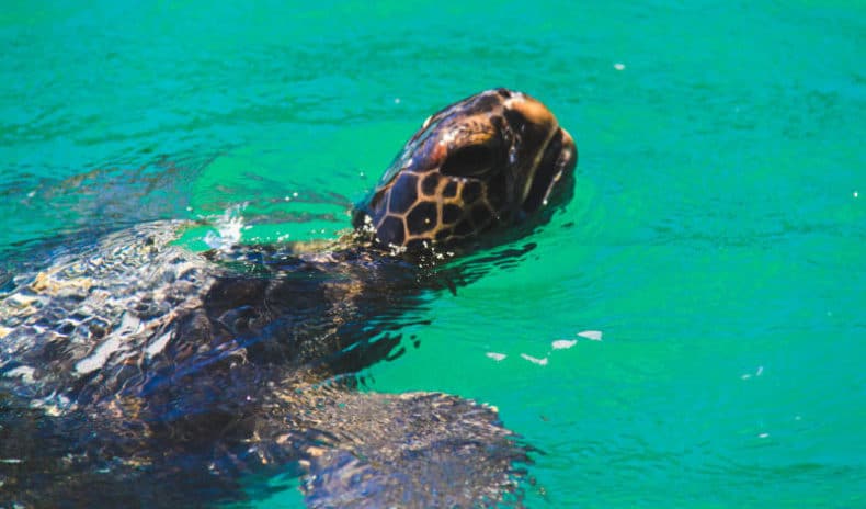 tortugas en máncora