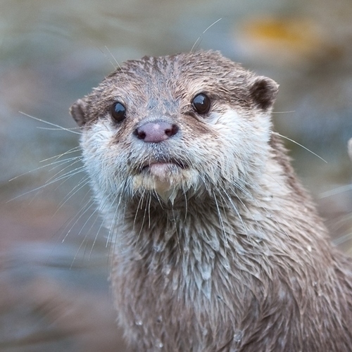 Animals of Ballestas Islands - Marine Sea Otter