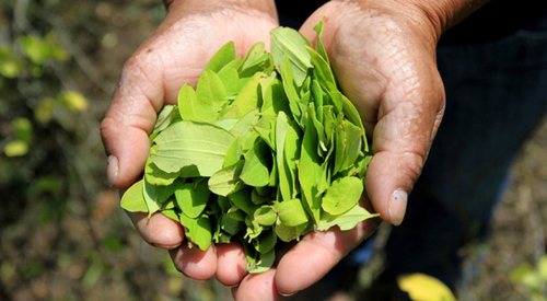 Fighting Altitude Sickness - Man with coca leaves in hand