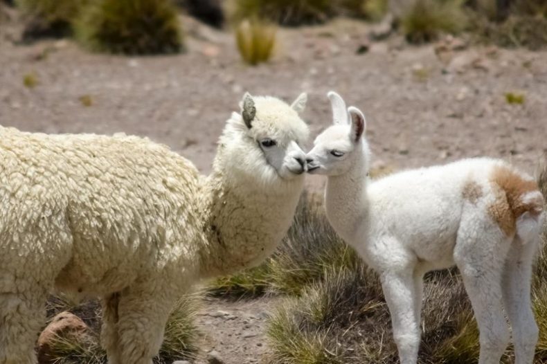 Mom Alpaca and Baby Alpaca