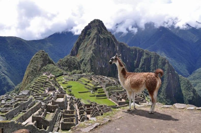 machu picchu curiosidades y una llama