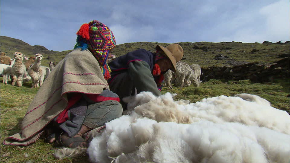 llamas y alpacas - afeitando