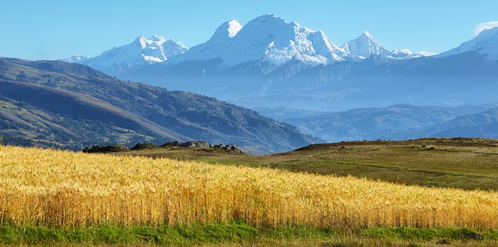 Beautiful landscape of snow-capped mountain and yellow field high in the Andes, Peru