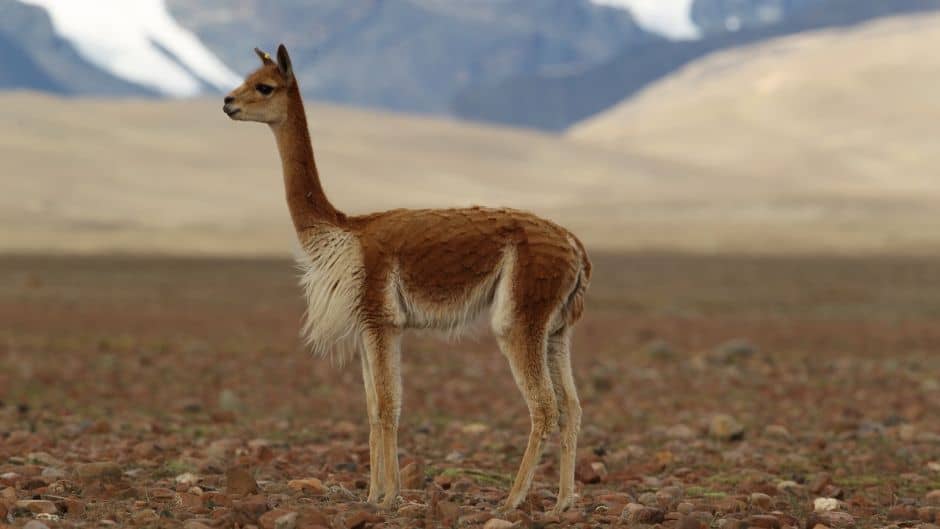 llamas y alpacas - vicuña