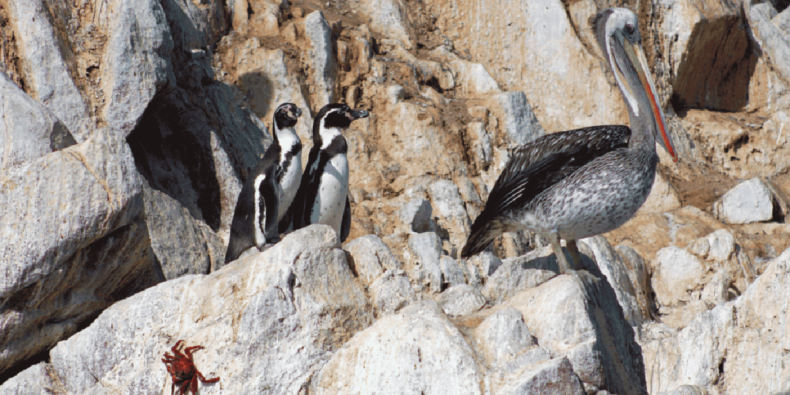 pelicanos e pinguins nas ilhas ballestas - Roteiro de 10 dias no Peru