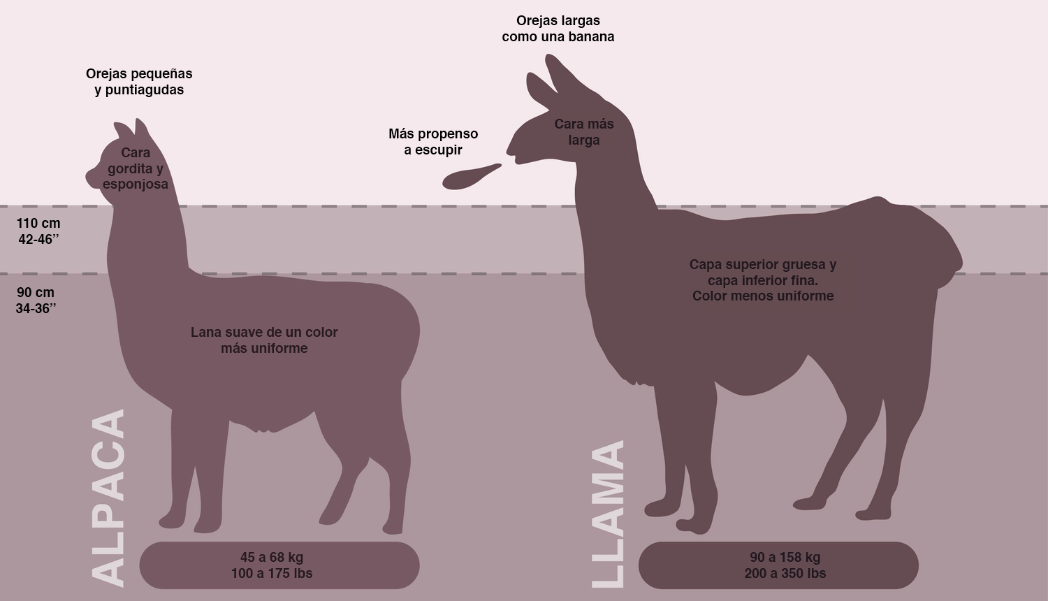 llamas y alpacas